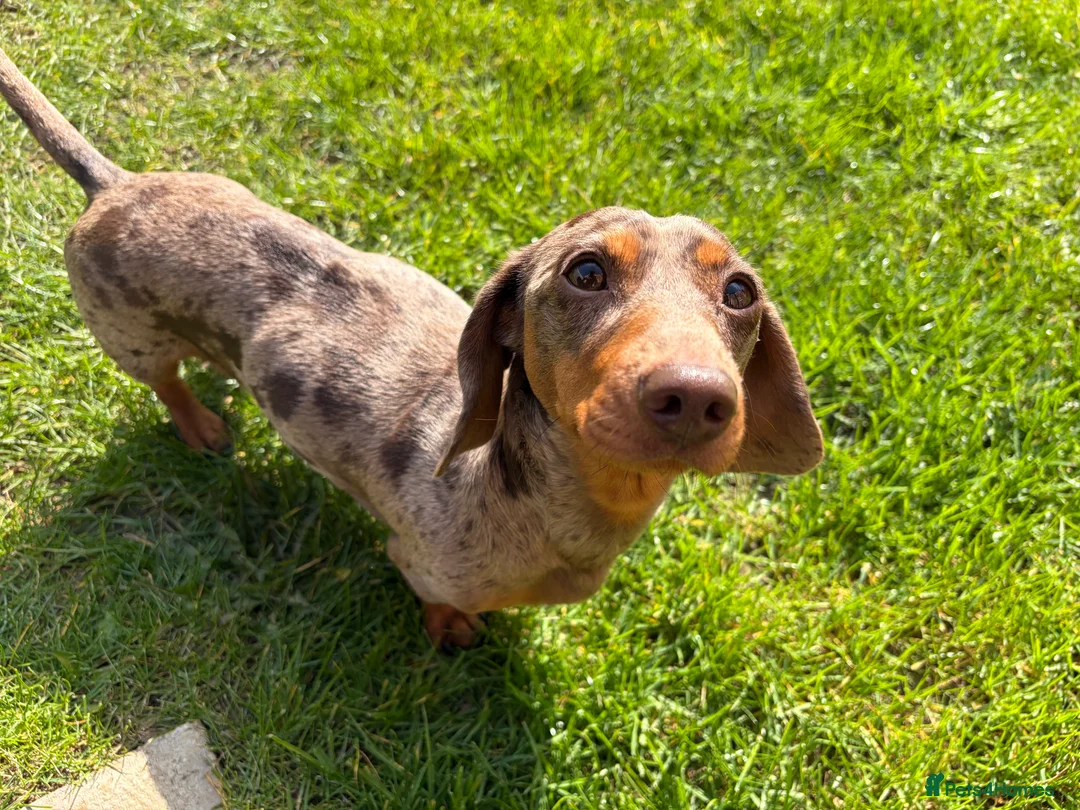 Miniature Dachshund dogs for sale: KC Registered Miniature Dachshund Puppies - Advert 2