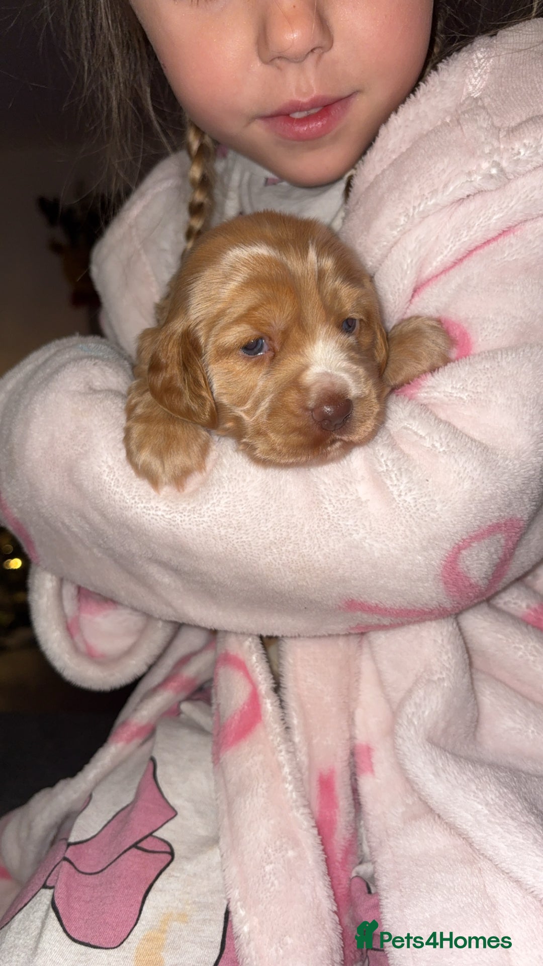 Cocker Spaniel dogs for sale: Show type cocker spaniel pups - Advert 21