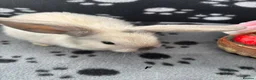 Mini Lop rabbits for sale: 🐰 Beautiful Mini Lop Baby Bunnies –Ready to go 🐰 - Advert 15