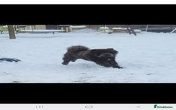 Chow Chow dogs for sale: Chow chow  - Advert 2