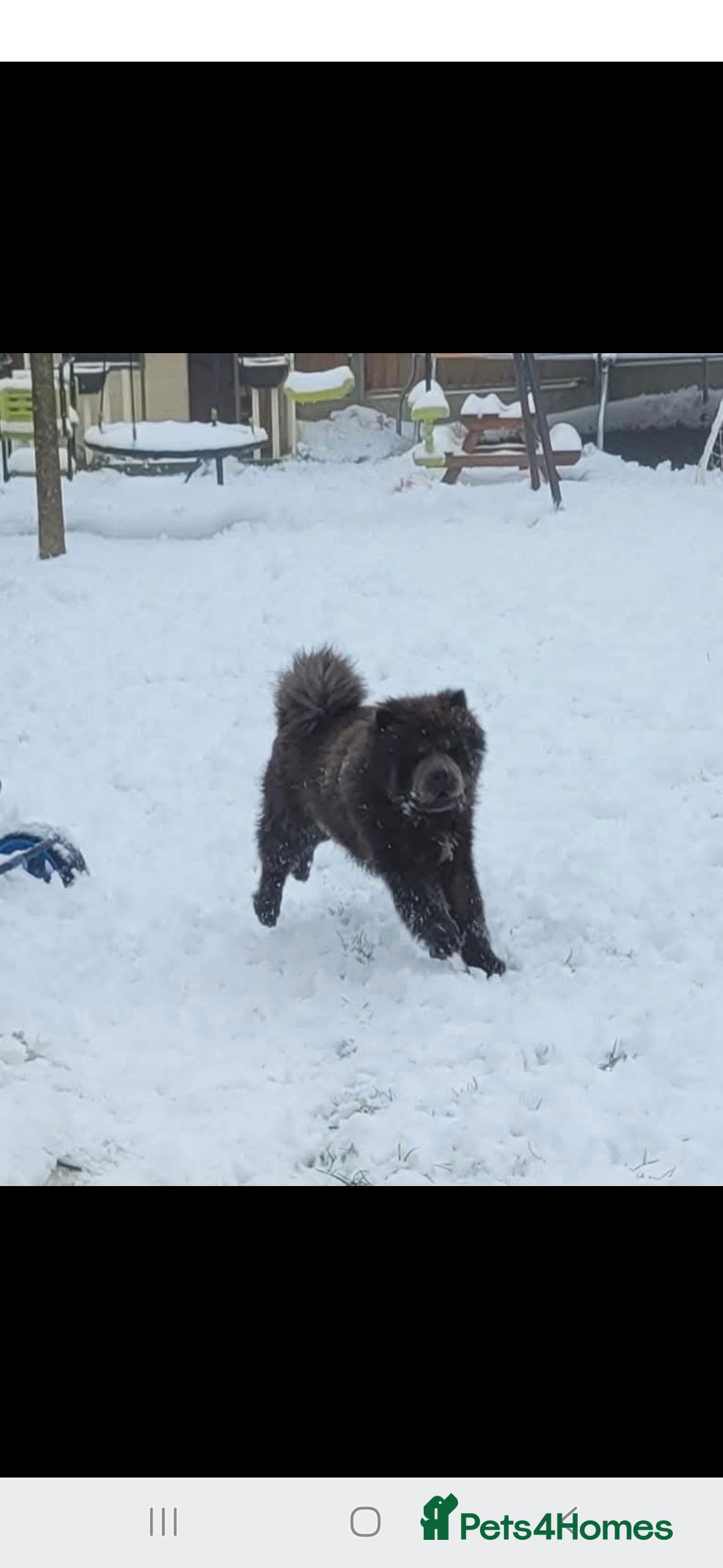 Chow Chow dogs for sale: Chow chow  - Advert 2