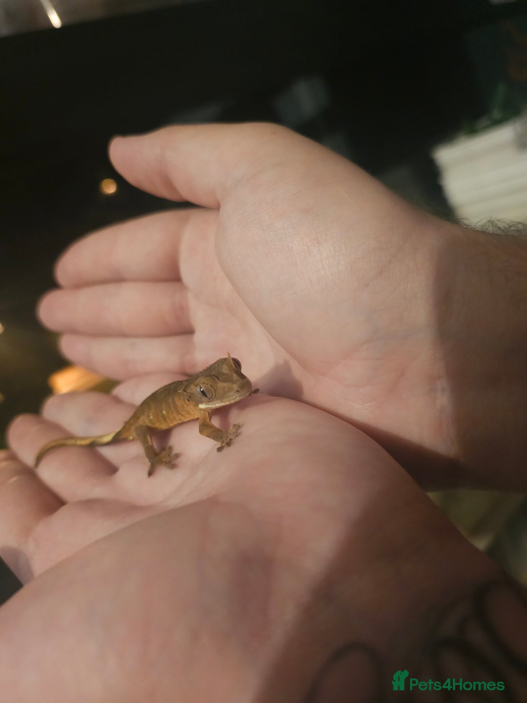 Gecko reptiles for sale: Tiger bridle dalmatian crested gecko - Image 4