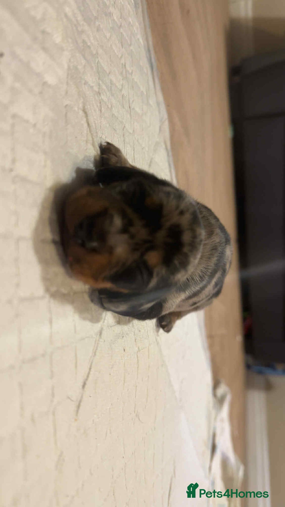 Miniature Dachshund dogs for sale: Miniature daschund puppies - Image 4