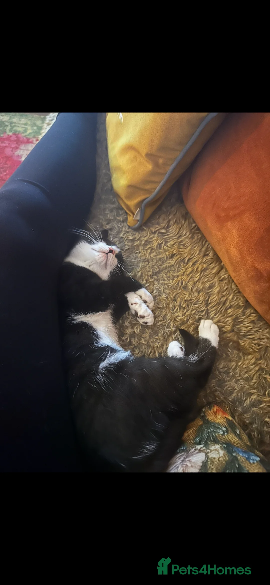 Mixed Breed cats for sale: British shorthair x Sphynx  in Pontefract - Advert 6