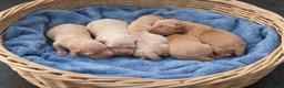 Golden Retriever dogs for sale: Beautiful KC reg Golden retriever pups 3 left  - Advert 1