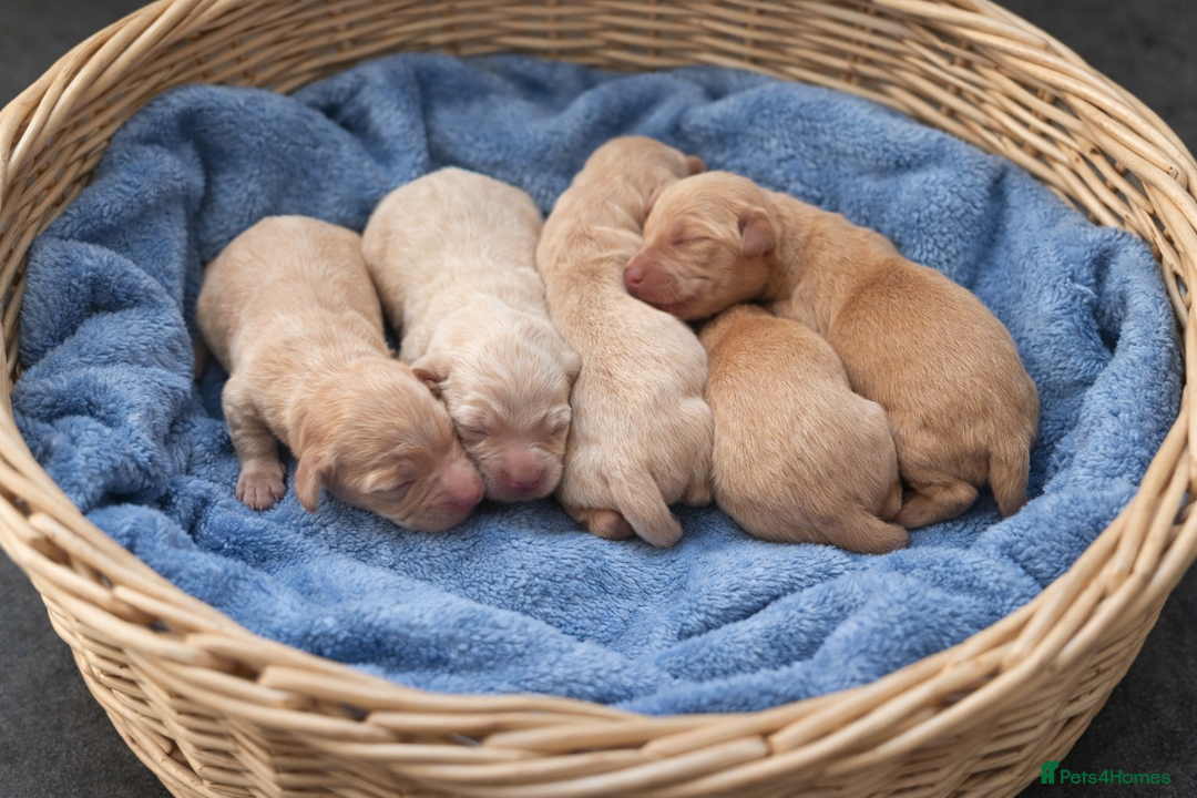 Golden Retriever dogs for sale: Beautiful KC reg Golden retriever pups 3 left  - Advert 1