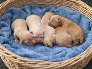 Golden Retriever dogs Beautiful KC reg Golden retriever pups 3 left - Advert 2