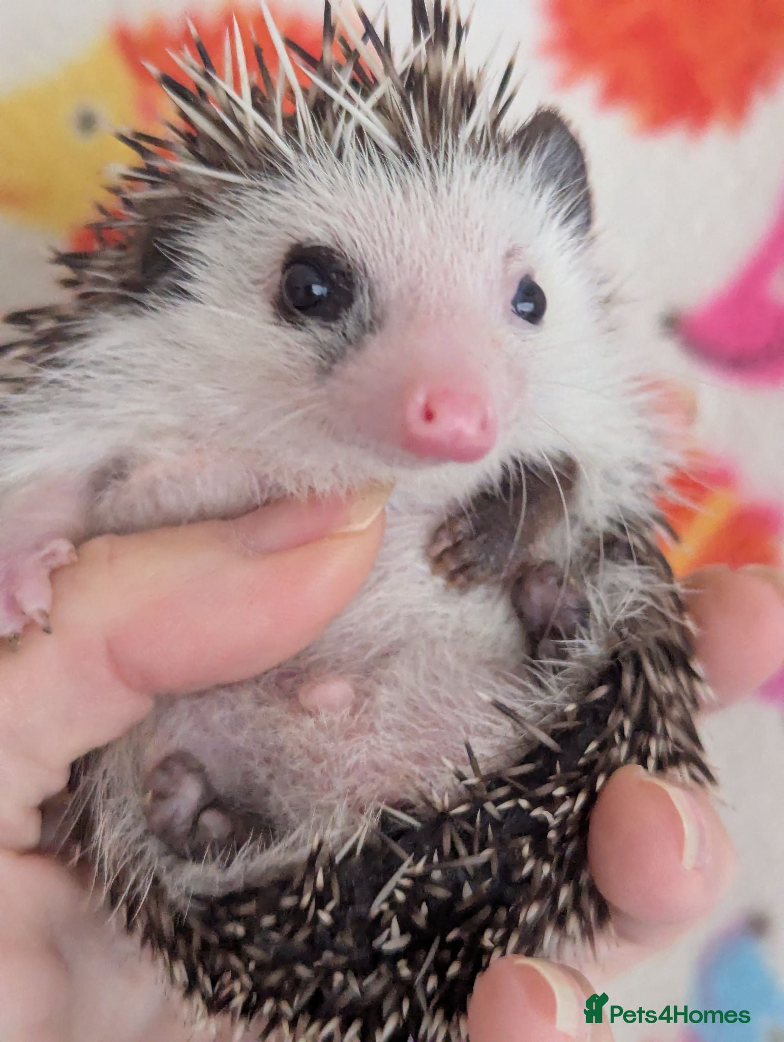 Pygmy Hedgehog rodents Stunning Hoglets Ready Now and to Reserve  - Advert 1