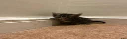 American Shorthair cats for sale: 6 beautiful kittens!! - Advert 9