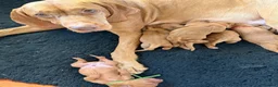 Hungarian Vizsla dogs for sale: Dual purpose Hungarian wirehaired Vizsla puppies - Advert 4