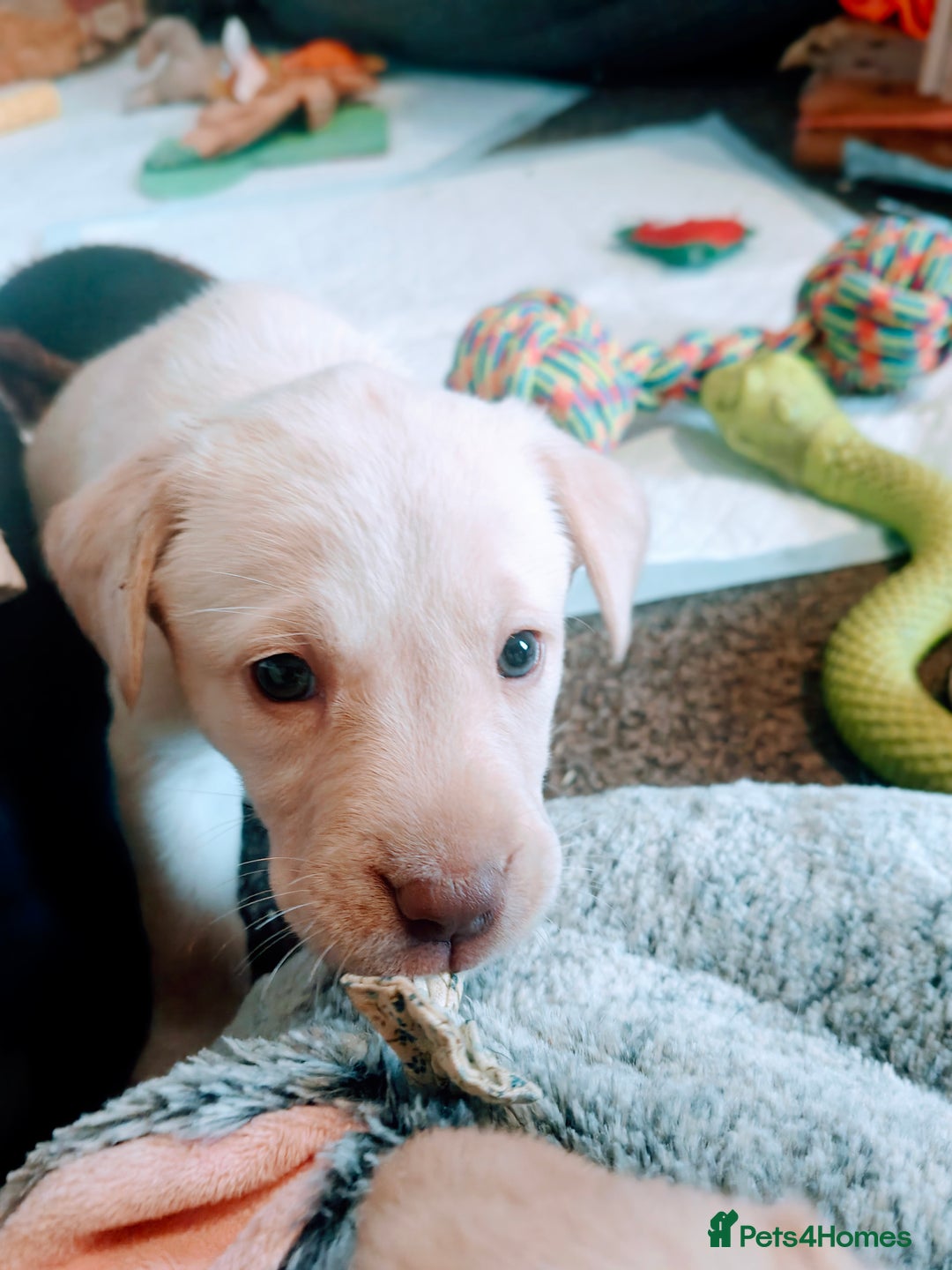 Labrador Retriever dogs for sale: Quality KC reg labs (Rare blue eyes!) - Advert 30
