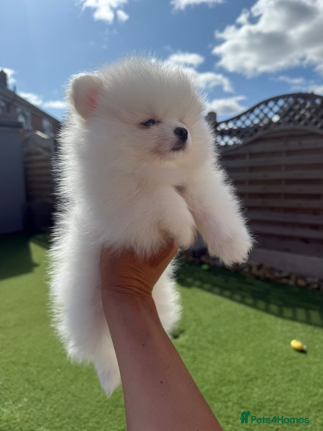 Pomeranian dogs for sale: ONLY 1 LEFT!! TRUE TEDDY BEAR POMERANIAN - Image 12