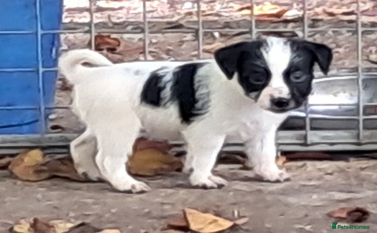 Jack Russell dogs - Advert 10