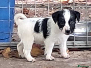 Jack Russell dogs - Advert 23