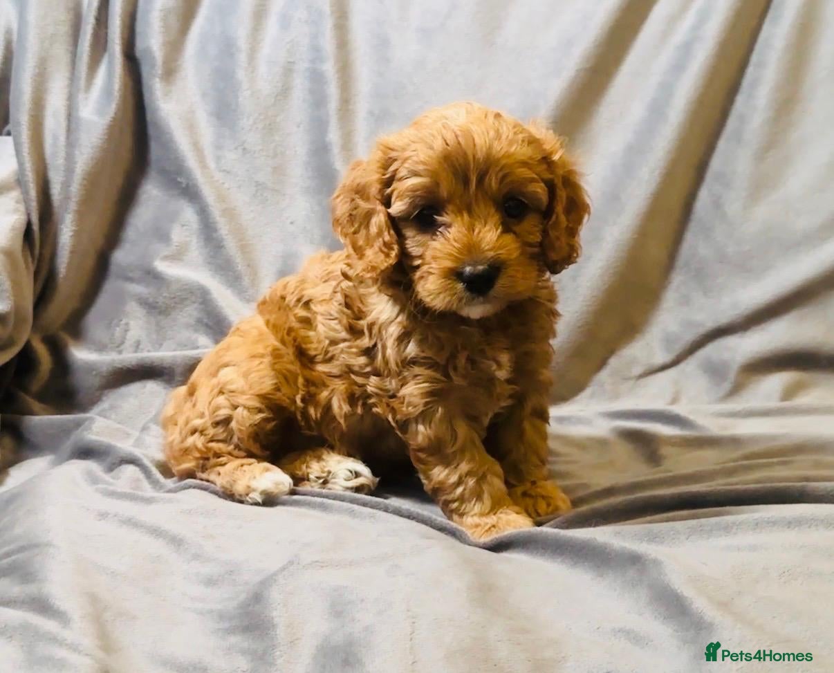 Cavapoo dogs for sale: Cavapoos Extensive DNA & Heart tested in Stockton-on-Tees - Advert 10