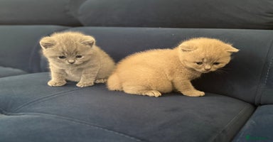 British Shorthair cats - Advert 12
