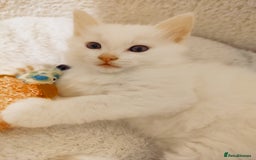 British Longhair cats for sale: White longhair domestic kitten - Image 1