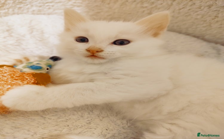 British Longhair cats - Advert 4