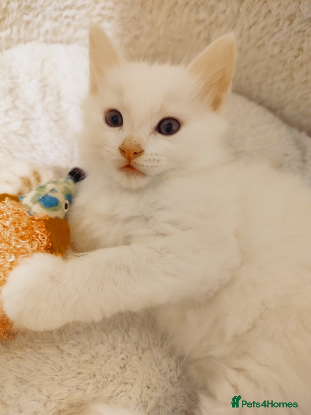 British Longhair cats for sale: White longhair domestic kitten - Image 1