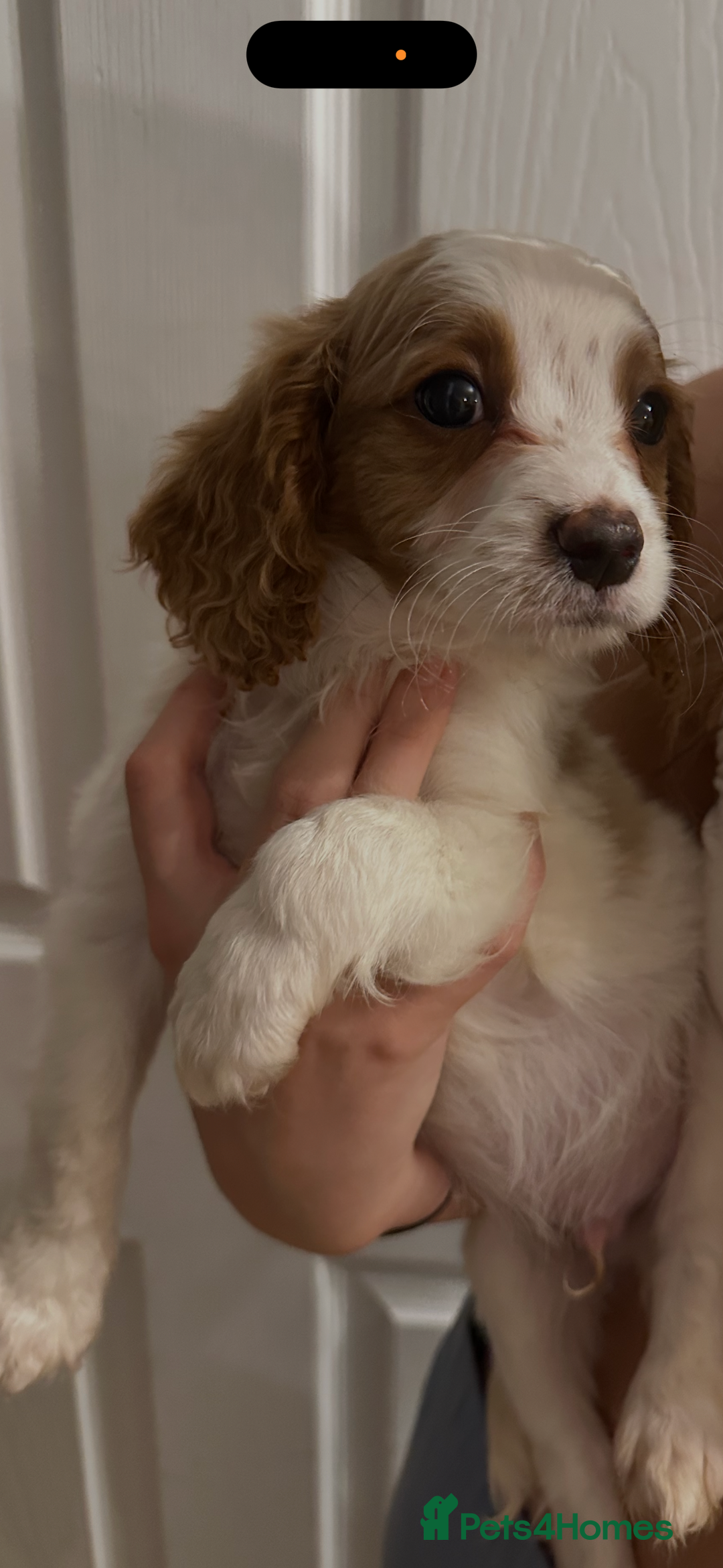 Cavapoo dogs for sale: Beautiful litter of cavapoos  - Advert 9
