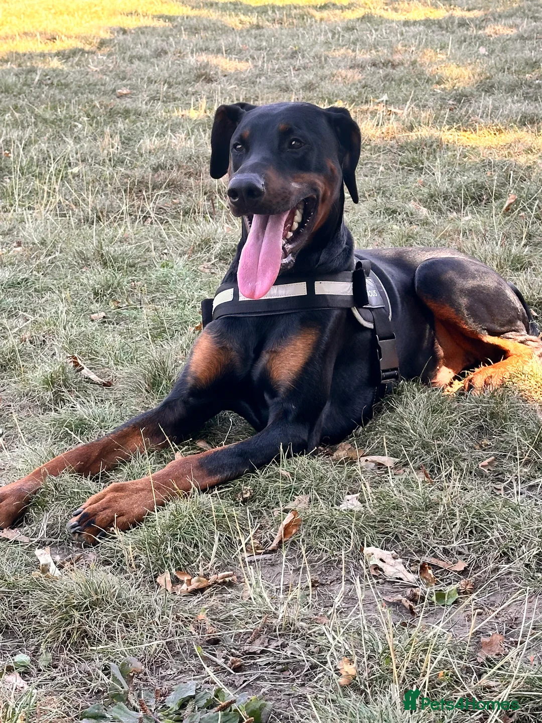 Dobermann dogs for sale: Doberman for sale  - Advert 1