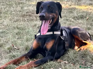 Dobermann dogs Doberman for sale - Advert 1