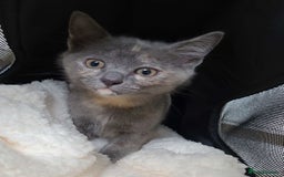 Ragdoll cats for sale: Beautiful Ragdoll ready to leave - Image 4