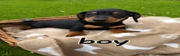 Miniature Dachshund dogs for sale: Miniature Dachshund Pups/ Dad DNA tested - Advert 3