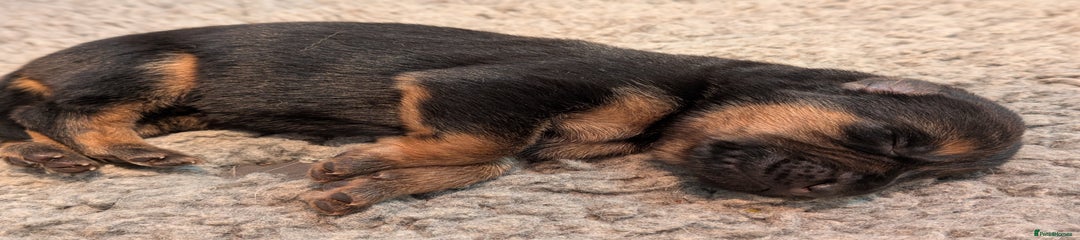 German Shepherd Puppy 3