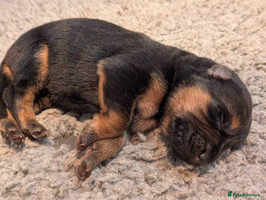 German Shepherd dogs for sale: KC Pups From Health Tested Champion Bloodlines  - Image 22