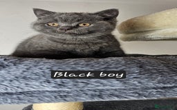 British Shorthair cats for sale: British short hair kittens - Advert 9