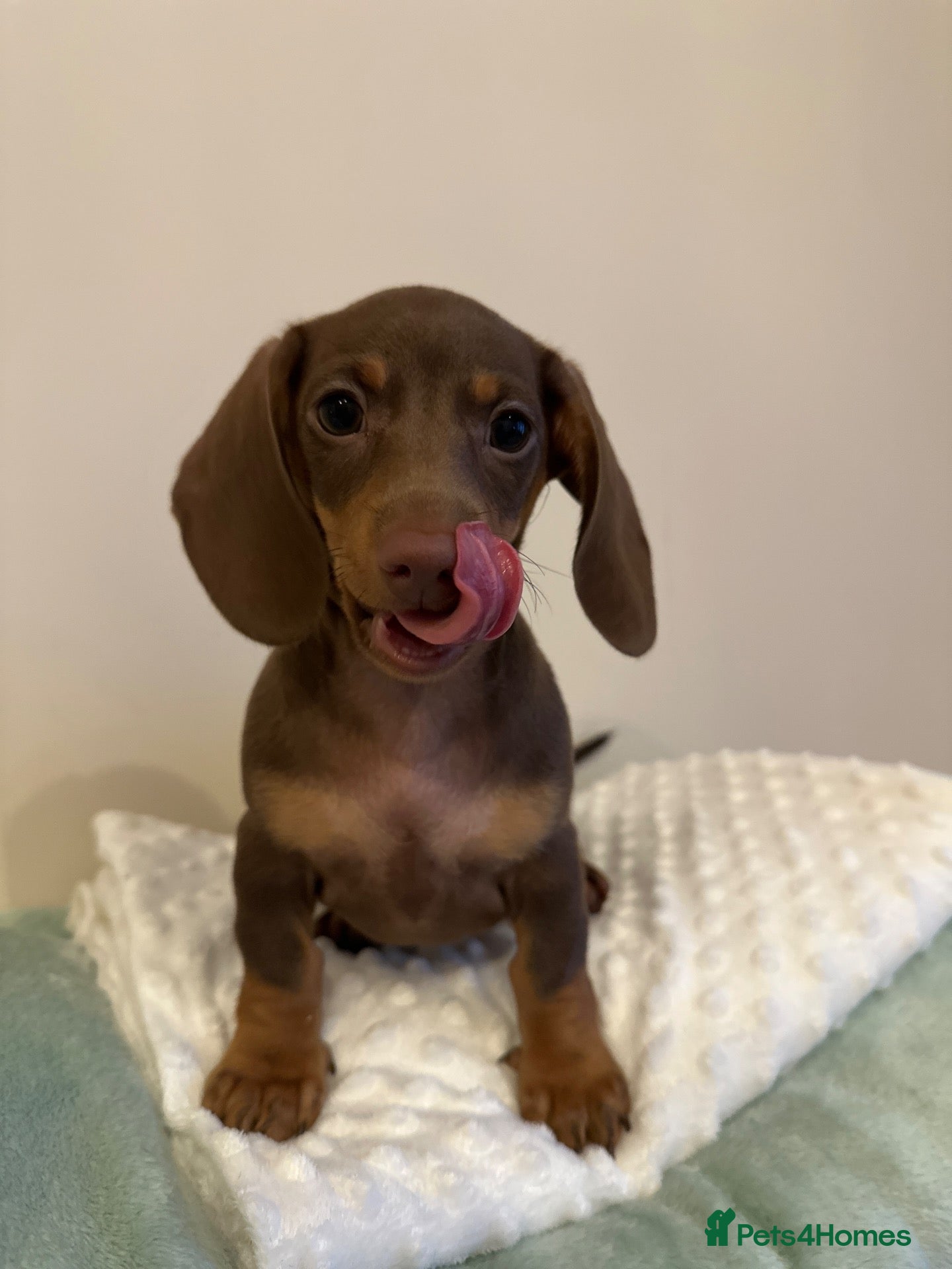 Miniature Dachshund dogs 🐾ready now exceptional KC reg PRA clear 🐾 - Advert 2