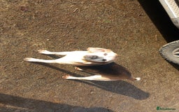 Mixed Breed dogs for sale: Bold Brave pups - Advert 3