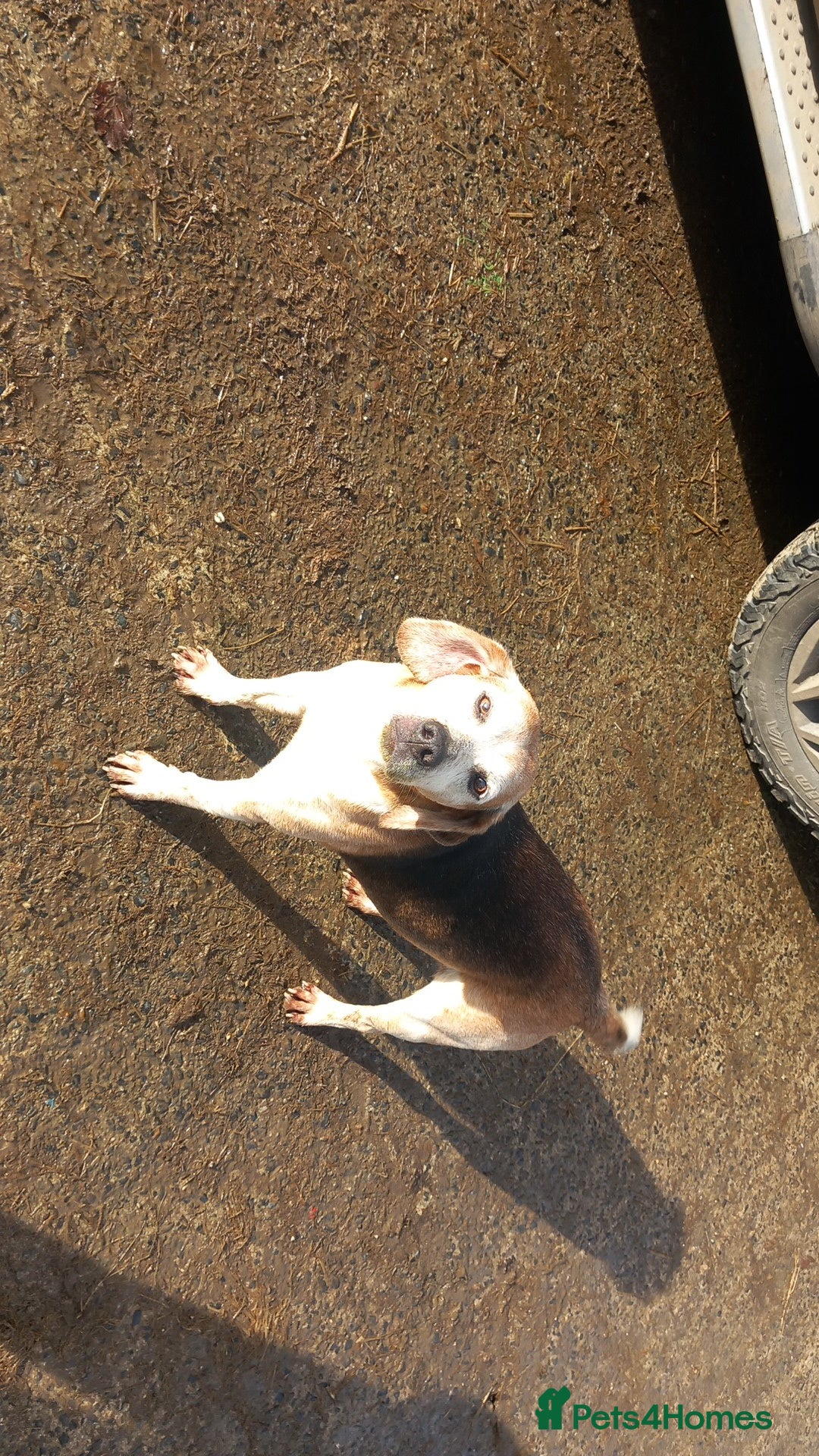 Mixed Breed dogs for sale: Bold Brave pups - Advert 3