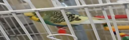 Budgerigars birds for sale: 3 budgies for sale southend - Advert 2