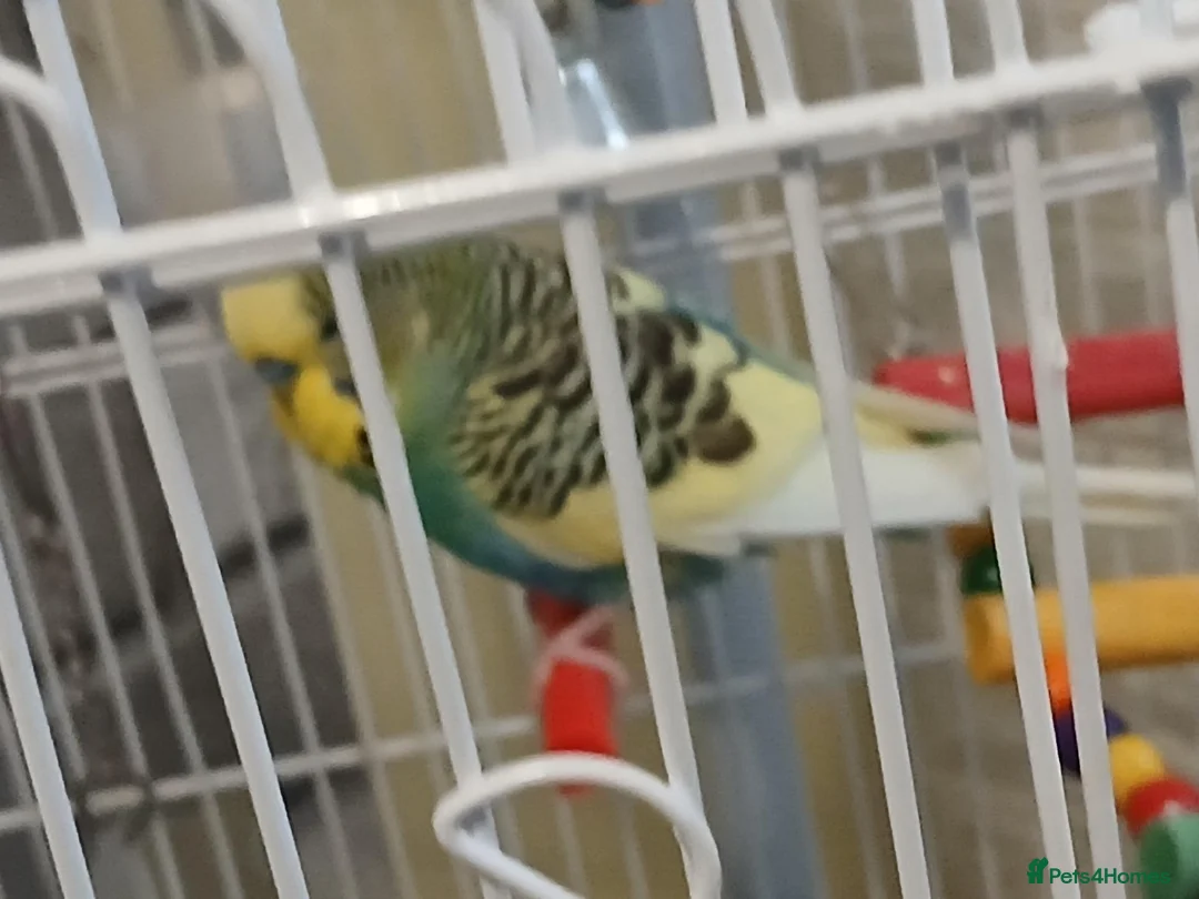 Budgerigars birds for sale: 3 budgies for sale southend - Advert 2