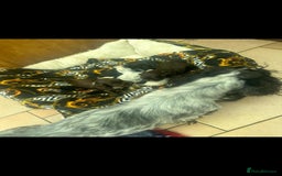 Cocker Spaniel dogs for sale: 2 YEAR OLD KC REG SHOW-COCKER SPANIAL BITCH  - Image 7