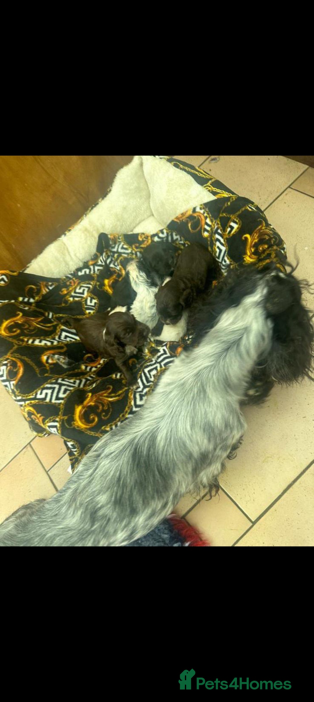 Cocker Spaniel dogs for sale: 2 YEAR OLD KC REG SHOW-COCKER SPANIAL BITCH  - Image 7