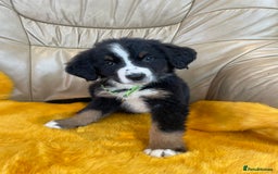 Bernese Mountain Dog dogs for sale: Boys and girls available.  - Image 7