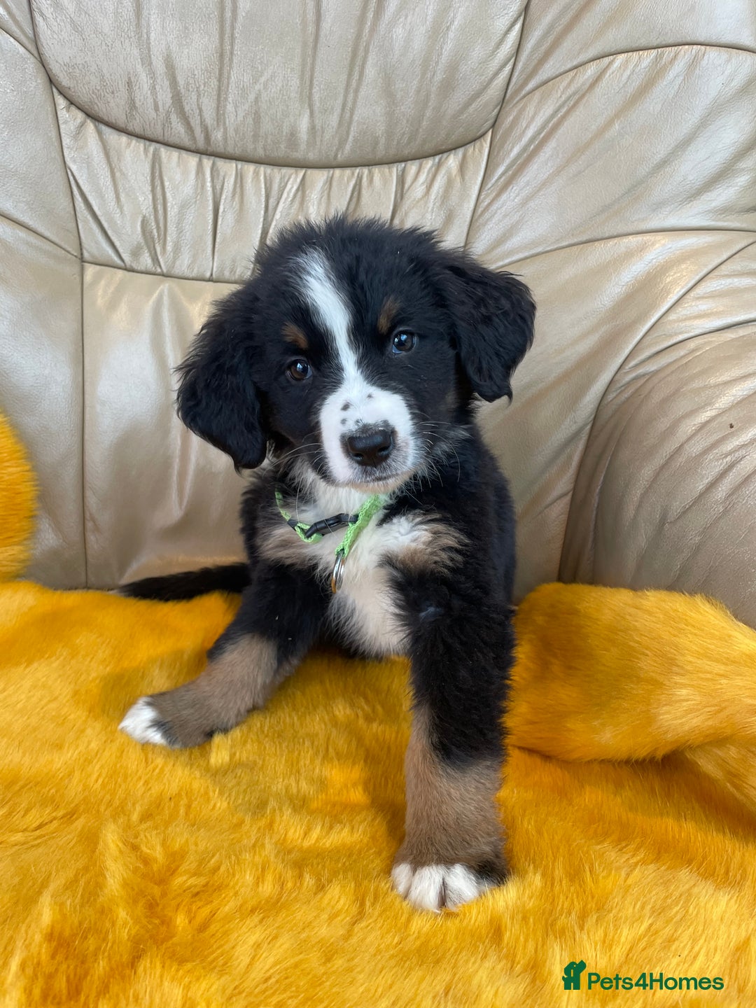 Bernese Mountain Dog dogs for sale: Boys and girls available.  - Image 7