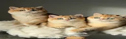 British Shorthair cats for sale: "Teddy Bear 🧸 " British Shorthair Golden kittens - Advert 37