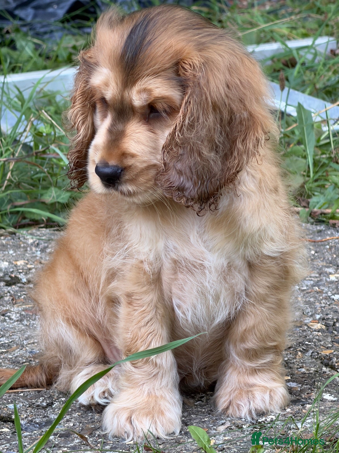 Cocker Spaniel dogs Cocker spaniel show type  - Advert 1