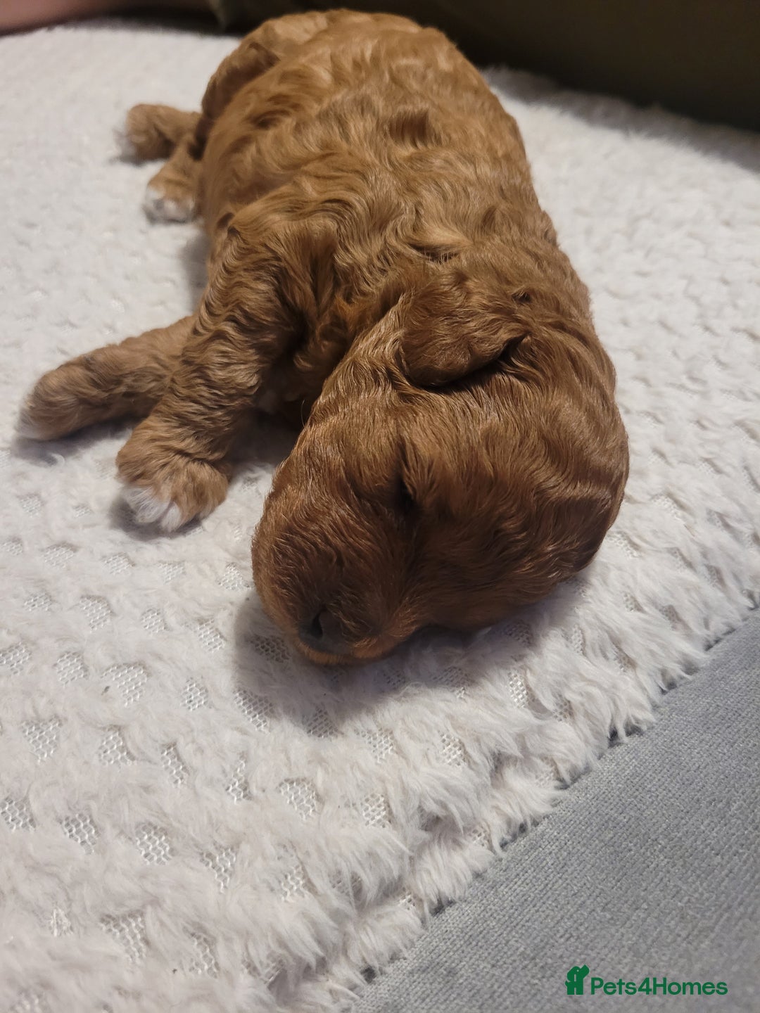 Cavapoo dogs for sale: Adorable mini Cavapoo puppies F1bb - Advert 20