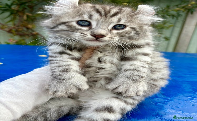 Keetso cats - Advert 1