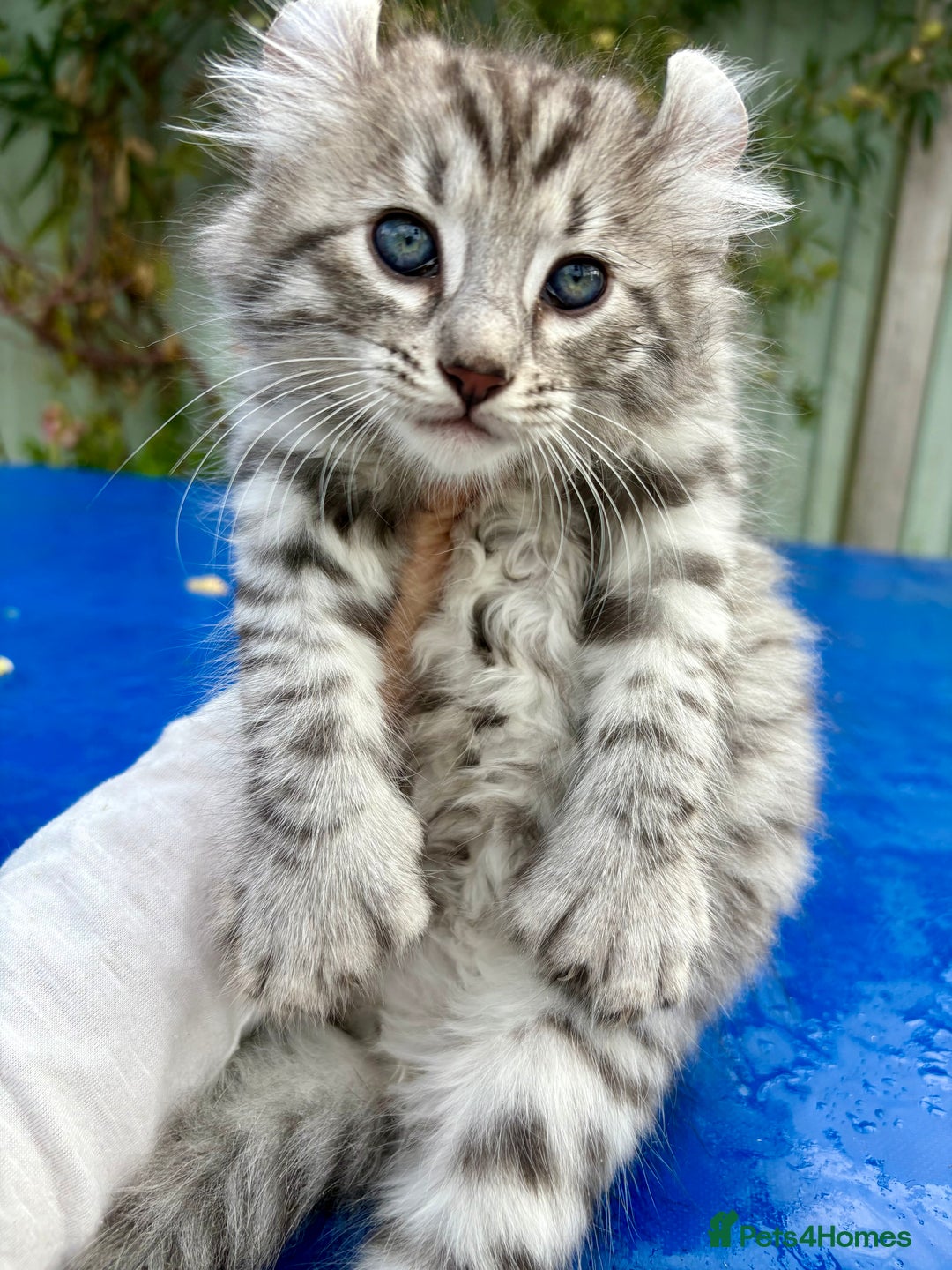 Keetso cats for sale: Superb rare polydactyl curled eared Keetso boy.  - Image 1