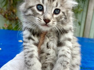 Keetso cats - Advert 1