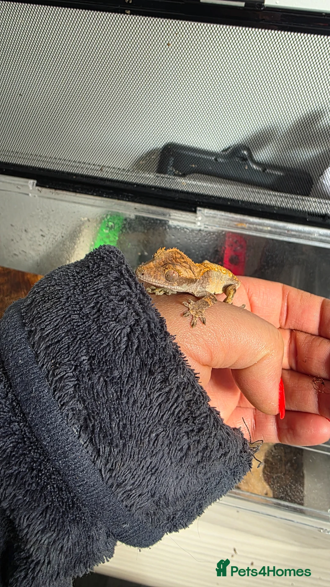 Gecko reptiles for sale: FREE Crested gecko for loving home  - Advert 2