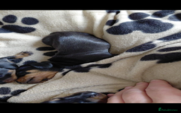 Miniature Dachshund dogs for sale: Ready now miniature dachshunds boy - Image 27