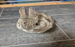 Netherland Dwarf rabbits for sale: Baby Netherland dwarf rabbits  - Image 1