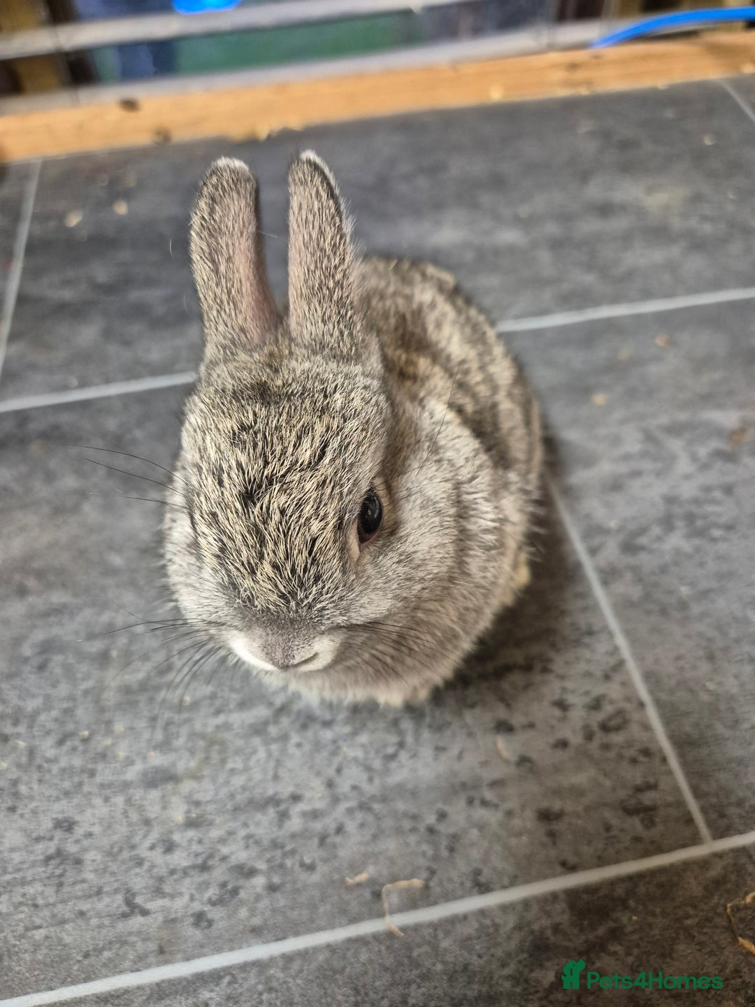Netherland Dwarf rabbits for sale: Baby Netherland dwarf rabbits  - Image 1
